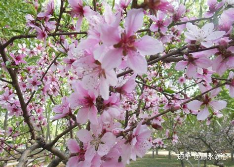 桃花方位